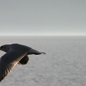 Mouettes - cygnes Vevey - 003